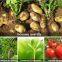 Organic water soluble fertilizer Corn Steep Liquor Powder for Liquid Organic Fertilizer corn steep powder