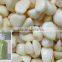 pure food/ comestic garlic oil hair oil