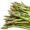 Chinese Shandong New Crop Factory Price Good Quality IQF Frozen Asparagus Tips