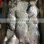Crude moon fish with sizes 30- 40 pcs / ctn