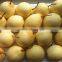 Ya pear New crop fresh pear wholsale