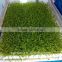 functional automatic bean sprout machine/fodder sprouting machine/ seedling sprout growing machine
