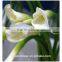  online shopping fresh flowers white calla lilies in china for sale