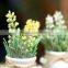 Newest Style Lavender Plant Bonsai Decorative Bonsai Plant Sale
