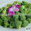 Frozen Broccoli Florets High Quality Green and Healthy