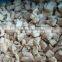 Fresh frozen pleurotus mushroom