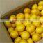 Baby Mandrain Exporter