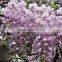 2016 High Purity Chinese Wisteria Seeds For Growing