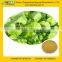 100% Natural Gotu Kola Extract 90% Asiaticosides