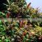 Easy to breed foliage plant Bucephalandra