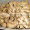 Fresh Ginger (air dried)