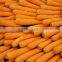 Golden Supplier China Wholesale Carrot with low price