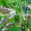 cucumber plants support netting