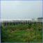 greenhouse polycarbonate sheet PC sheet for transparent Roofing material