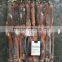 FROZEN ILLEX SQUID