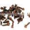 Clove Bud Oil