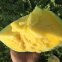 Good quality f1 hybrid yellow watermelon seeds for growing