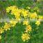 natural weeping forsythia essential oil with free sample