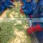 Sinocharm BRC A approved IQF Green Hot Pepper Frozen Green Hot Pepper Whole cut