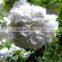 Good quality stylish colorful white hydrangea cut flowers