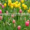 Fashionable Crazy Selling fresh cut gold tulip flower