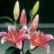 Pure and mild flavor exquisite Yunnan Kunming cut flowers oriental lilies