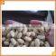 Stainless Steel Whole Peanut Blancher Peanut Blanching Machine Dry Peanut Blancher
