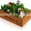 Succulent Plants crates,Graft Cactus planter,Wooden Plant crates