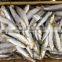 Frozen Fresh Sardine 120-140 PCS