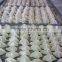 Chinese traditional foods frozen dumpling