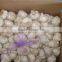 Offer Ali/Alho/Ajo/Garlic 6.0cm