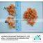 Dried shrimp meat