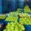 Cheap Tennis ball with different colors