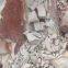 Pyrophyllite powder