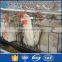 Hot sale chicken poultry cage with automated drinkers for wholesales