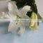 Reasonable price crazy selling tropical lily flower