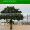 Artificial large tree/artificial big trees/high simulation big banyan trees/fake ficus trees