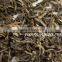 Jasmine Green Tea