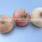 New Crop Normal White Onion Price