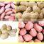 High Demand Export Products Organic Chinese Groundnut Blanched Peanuts