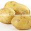 Promotion Offer Mesh bags packede Potato