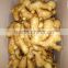 Hot selling Chinese fresh yellow ginger