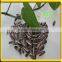 Chinese good quality new crop style sunflower seeds for human consumption