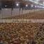 auto controlled chicken breeding machine poultry breeding equipment