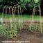 WY-095 Agricultral bamboo fence / bamboo trellis for sale