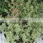 High quality dried thyme leaves from Vietnam