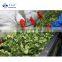 Sinocharm Broccoli congele 3-5cm IQF Brocoli congelado surgelati 2-4cm Frozen Broccoli