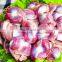 Stainless steel Chicken gold stripping machine chicken slaughter machine/gizzard peeling machine