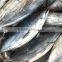 brine seafrozen skipjack tuna fish