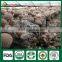 Shiitake Farm,Shiitake Growing,Shiitake Growing Kit